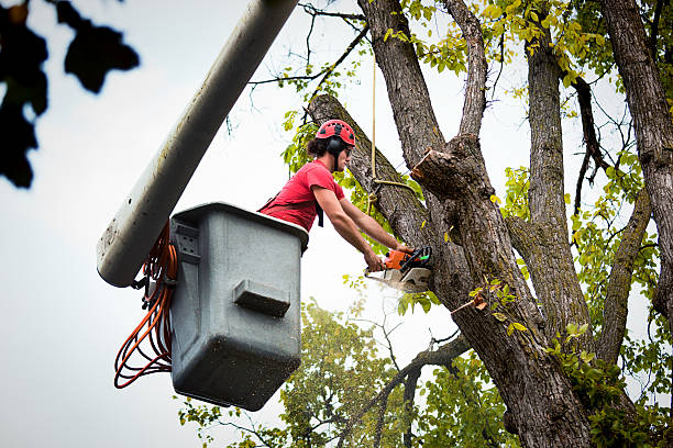 How Our Tree Care Process Works  in Rockton, IL